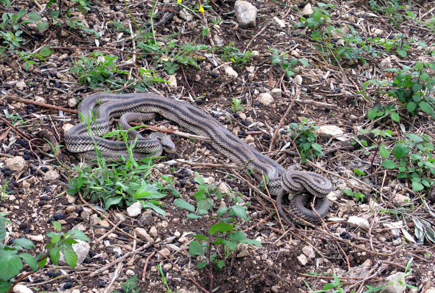 Coppia di Elaphe quatorlineata